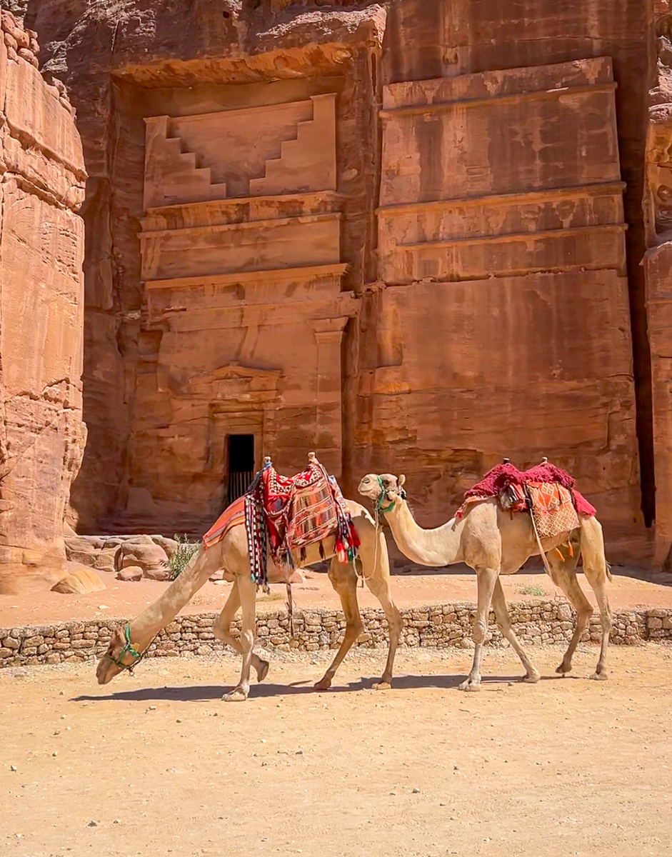 Корабли пустыни в своей привычной обстановке