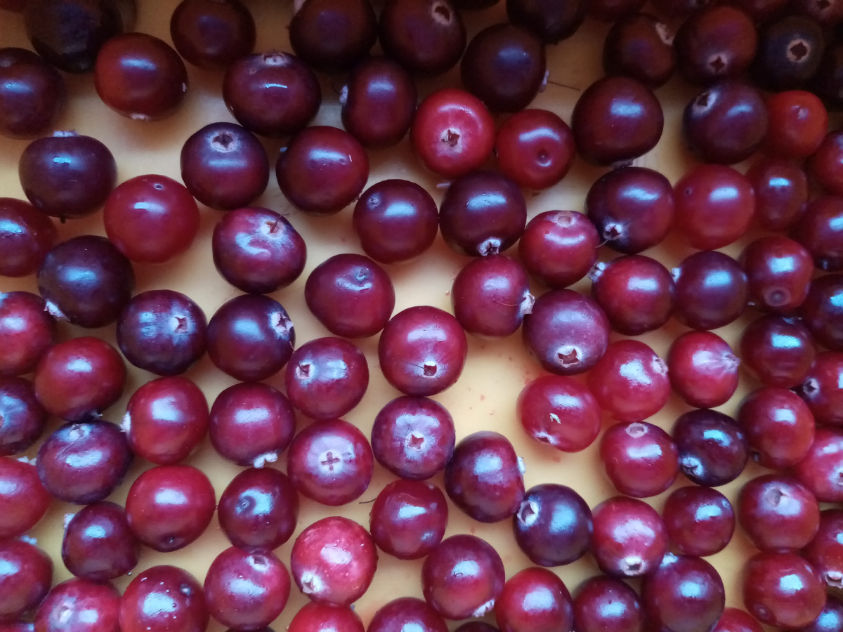 Клюква, фото автора