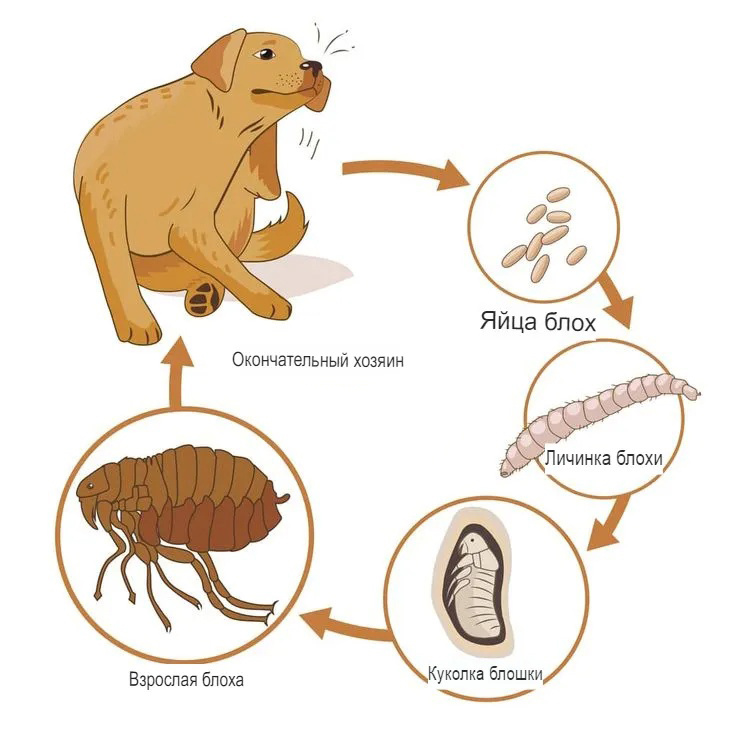 Жизненный цикл собачьей блохи. Яйца блох опадают с владельца, либо самка изначально прячет их в тёмных уголках и щелях. Личинки не паразитируют, они питаются органическим мусором, а потом окукливаются. Появившаяся на свет взрослая блоха ищет владельца для паразитизма.