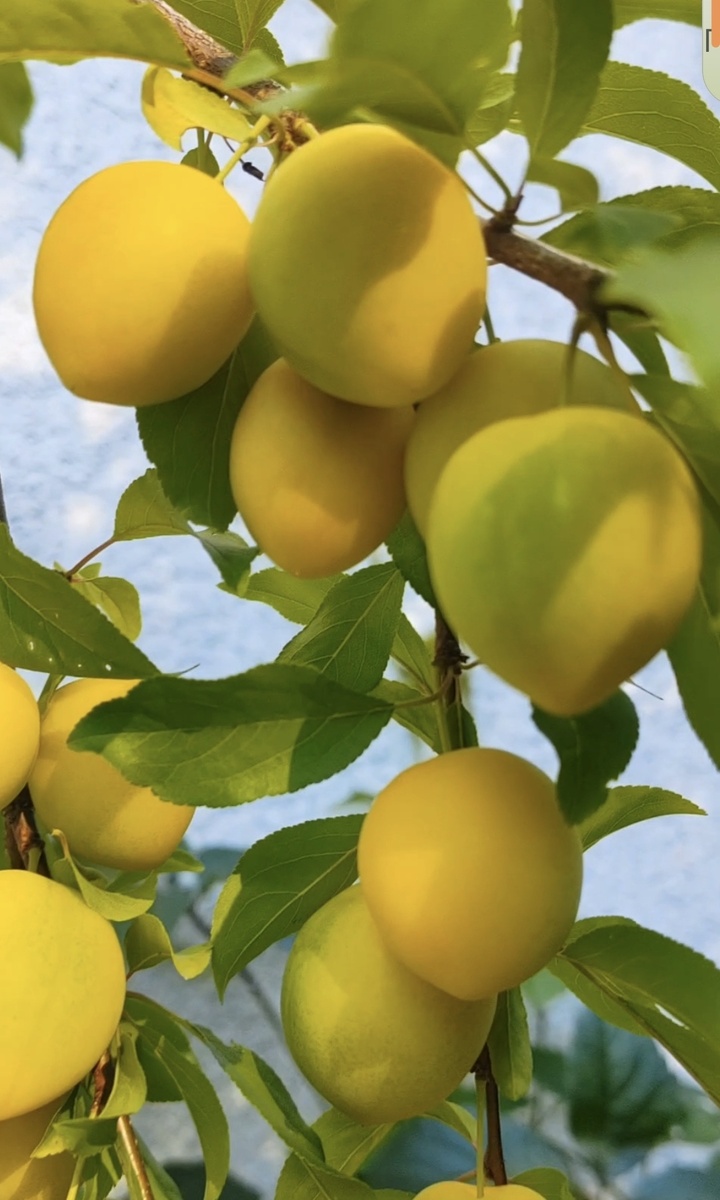 Алыча " Злато скифов". Введен в Госреестр по Центральному региону 2005 г. В отличии от алычи Обильной ( Госреестр 1969 года ) менее обильная, но более устойчива к неблагоприятным погодными условиям. В одном саду мне встретилась именно алыча Обильная и  просто потрясла  своей урожайностью. Ее хозяева с радостью оповестили меня, как они счастливы, что не срубили это дивное дерево. Они приложили усилия по уходу, омолодили деревце-долгожитель и теперь обеспечены компотами и джемами минимум на несколько десятилетий вперёд!