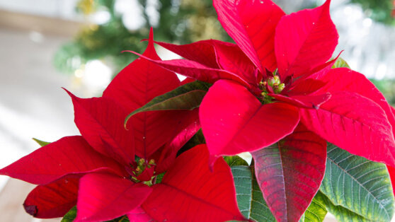    Порадует яркими красками: простой лайфхак, который поможет добиться цветения пуансеттии Ирина Петрова
