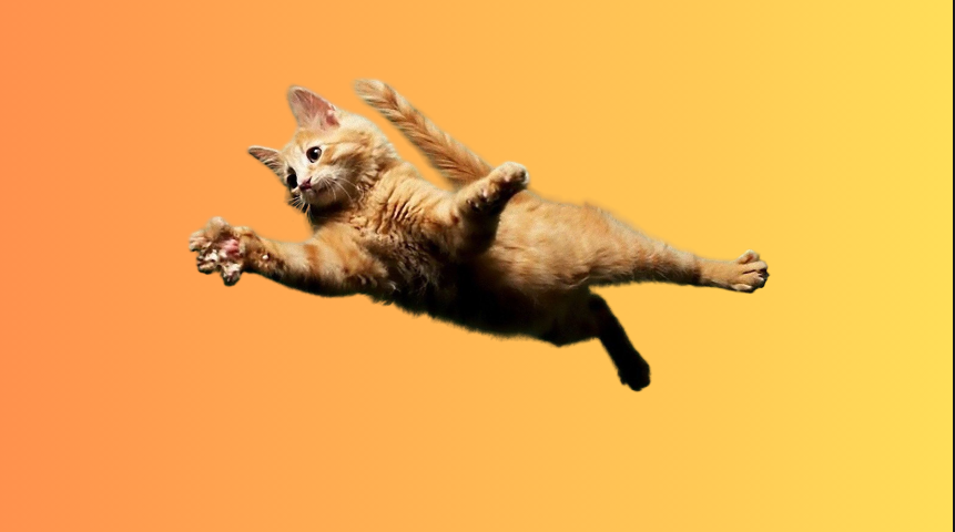 Прыгающий котик