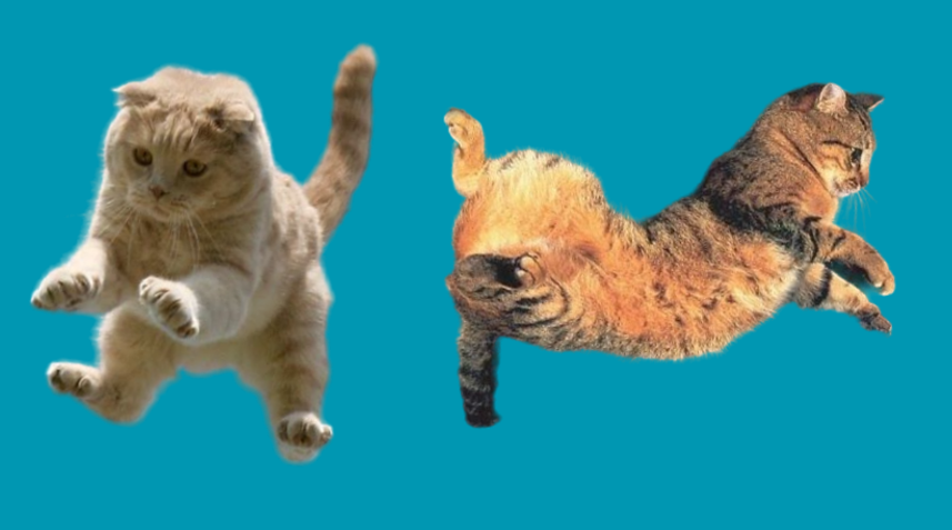 Кошачьи прыжки