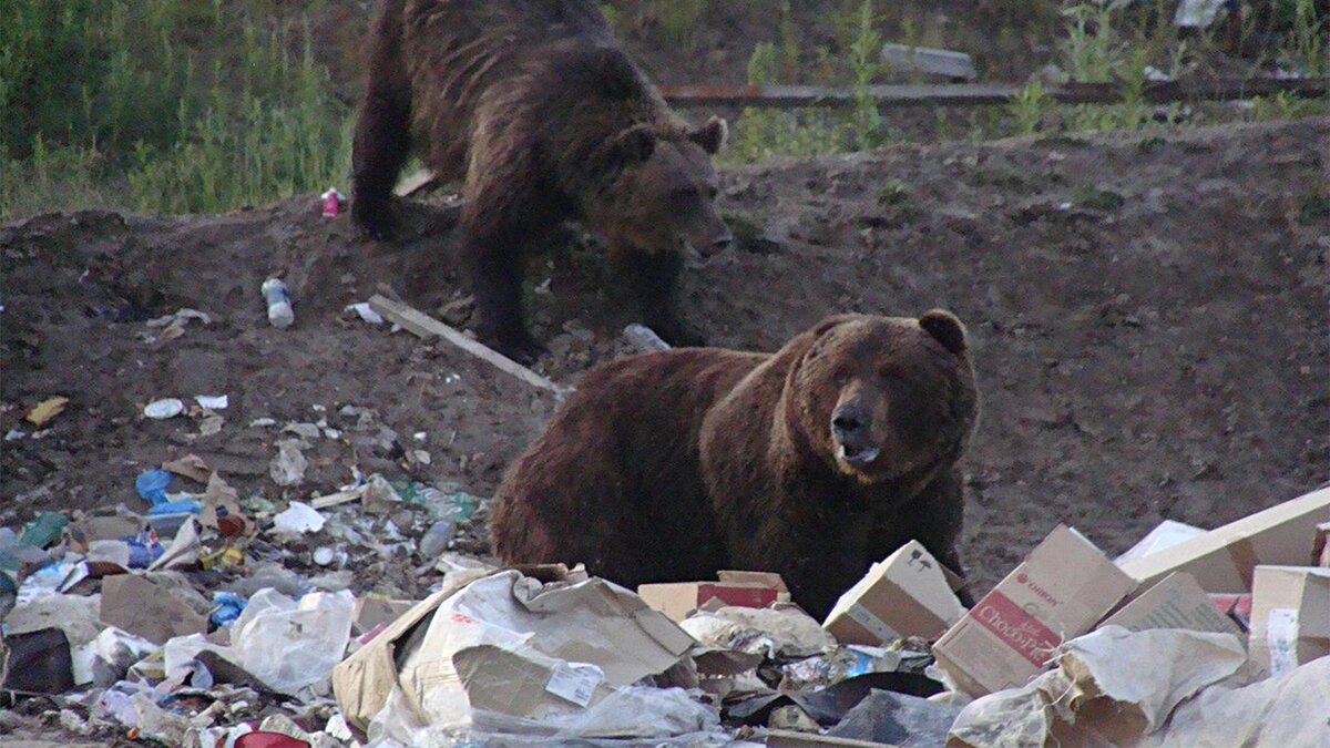     Медведи копаются в мусорных отходах. Охота Сибири