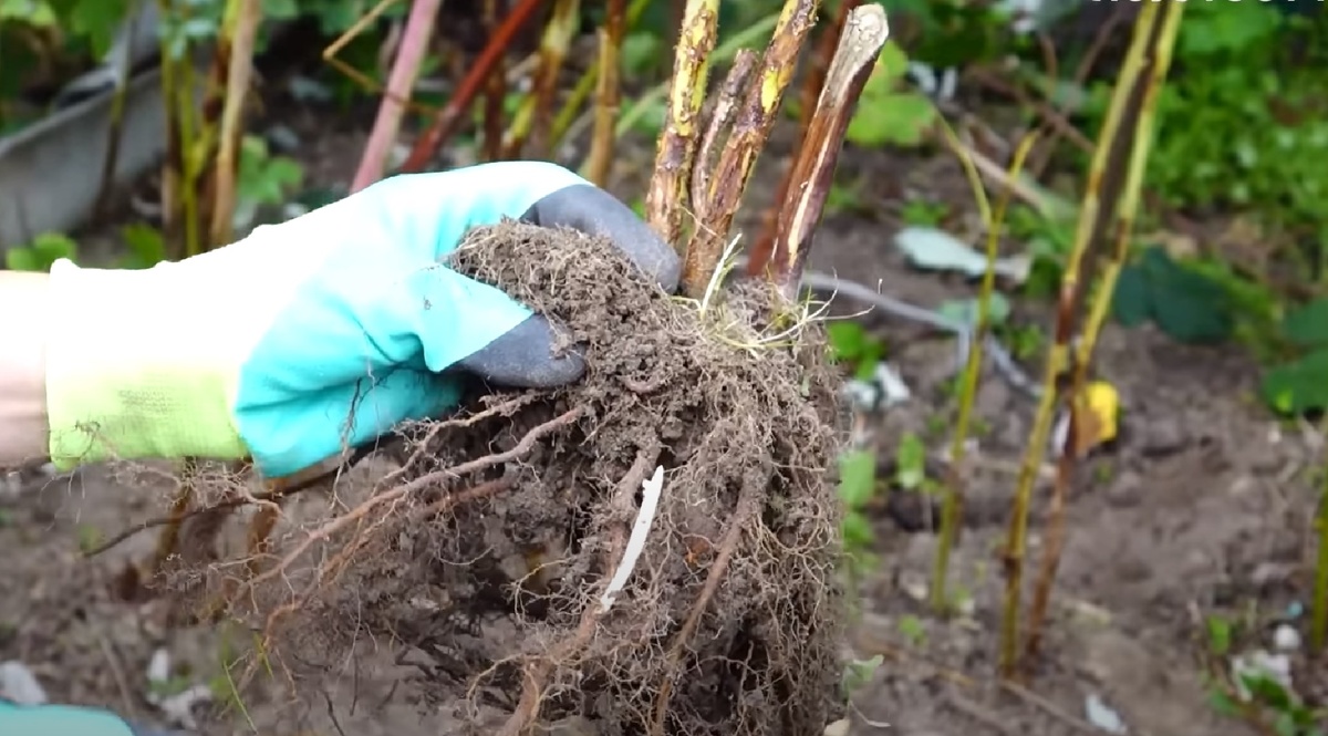 Если вы используете саженцы с открытой корневой системой (ОКС), их следует сажать в середине-конце октября