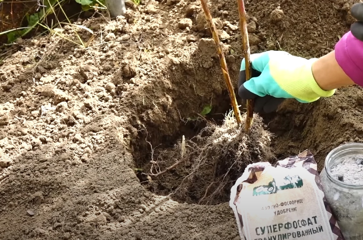 Не стоит затягивать с посадкой, чтобы завершить её до наступления стабильных заморозков