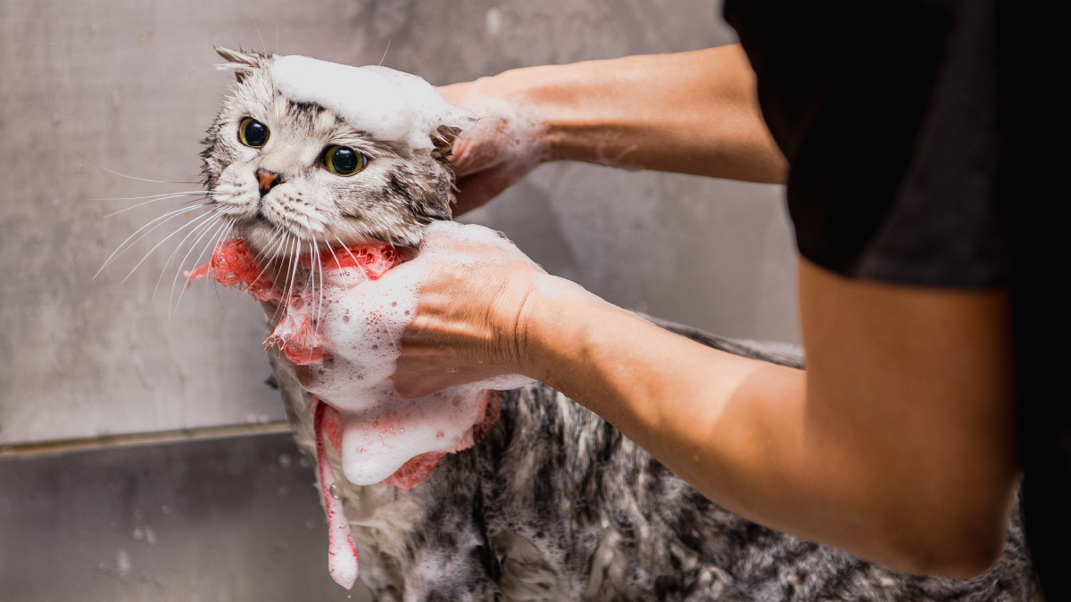 Если не мыть кошку. Если не мыть кошку. Мытье кота. Как часто нужно купать домашнюю кошку. Если не мыть кошку.