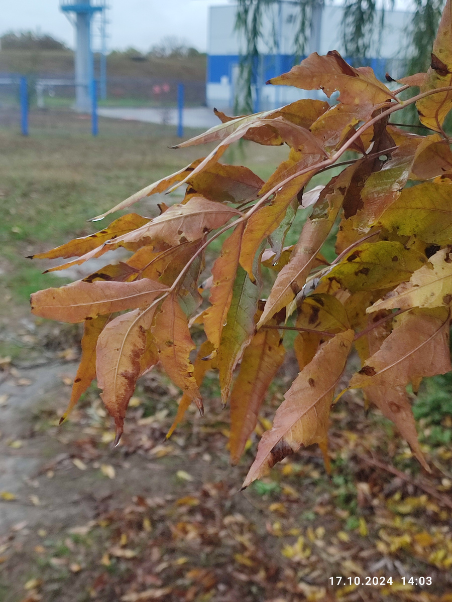 Листья из за сухого лета и осени немного сухие и не такие яркие