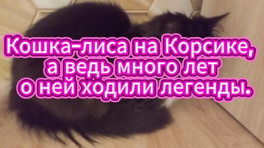 Кошка-лиса на Корсике, а ведь много лет о ней ходили легенды