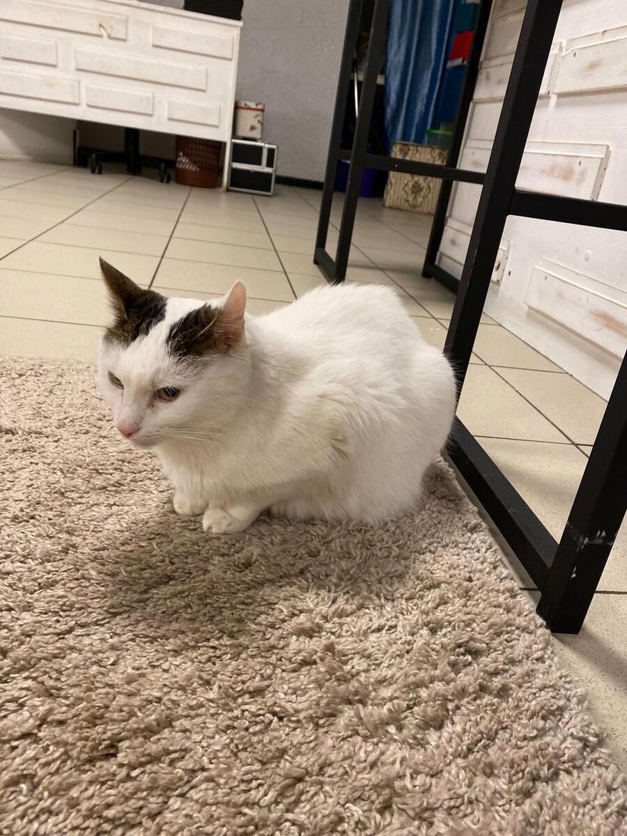 Немного напряженный котейка, погладила за ушками и подобрел:)