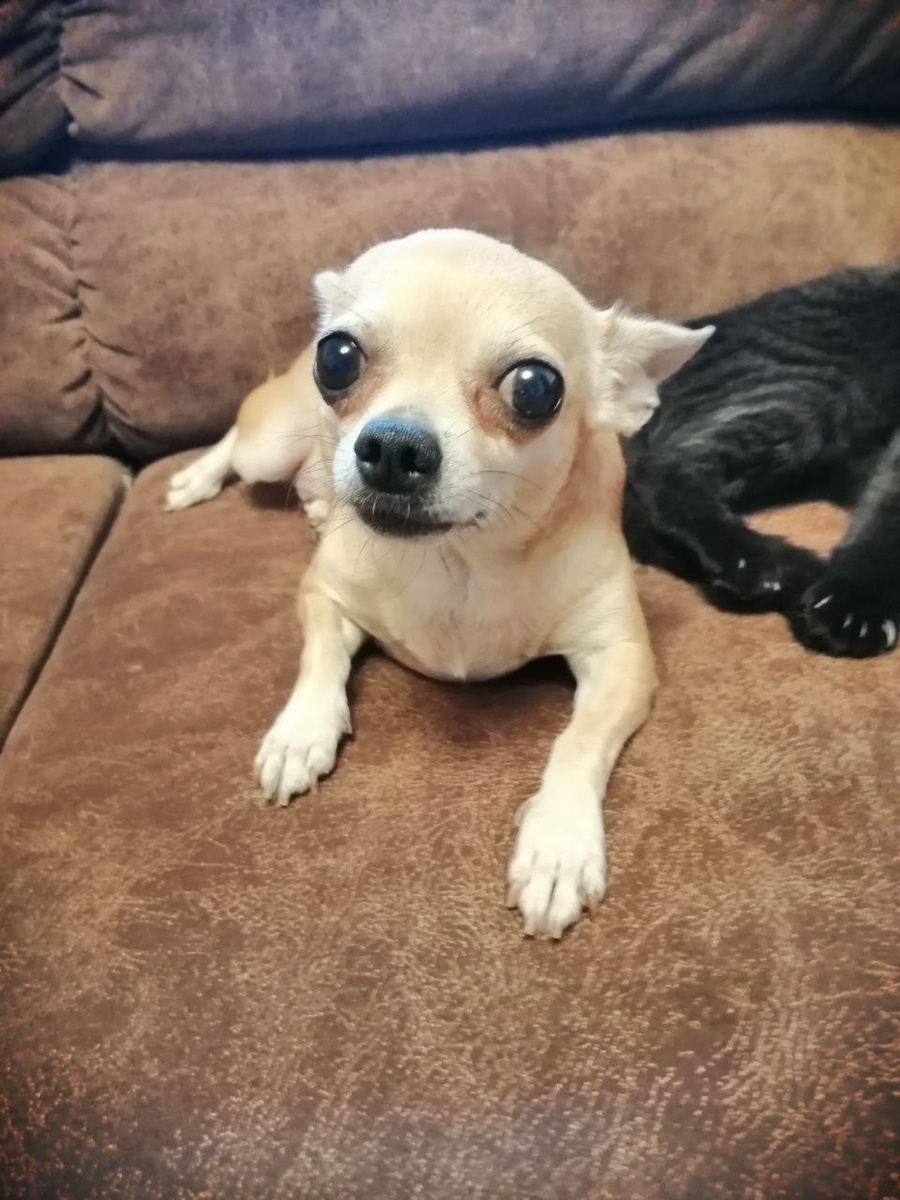 Наша маленькая, .но очень упертая собачка.