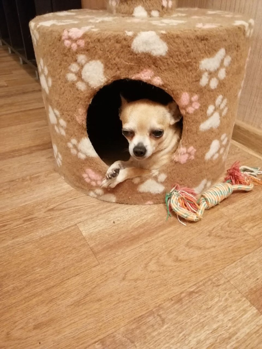 Отжала кошачий домик.