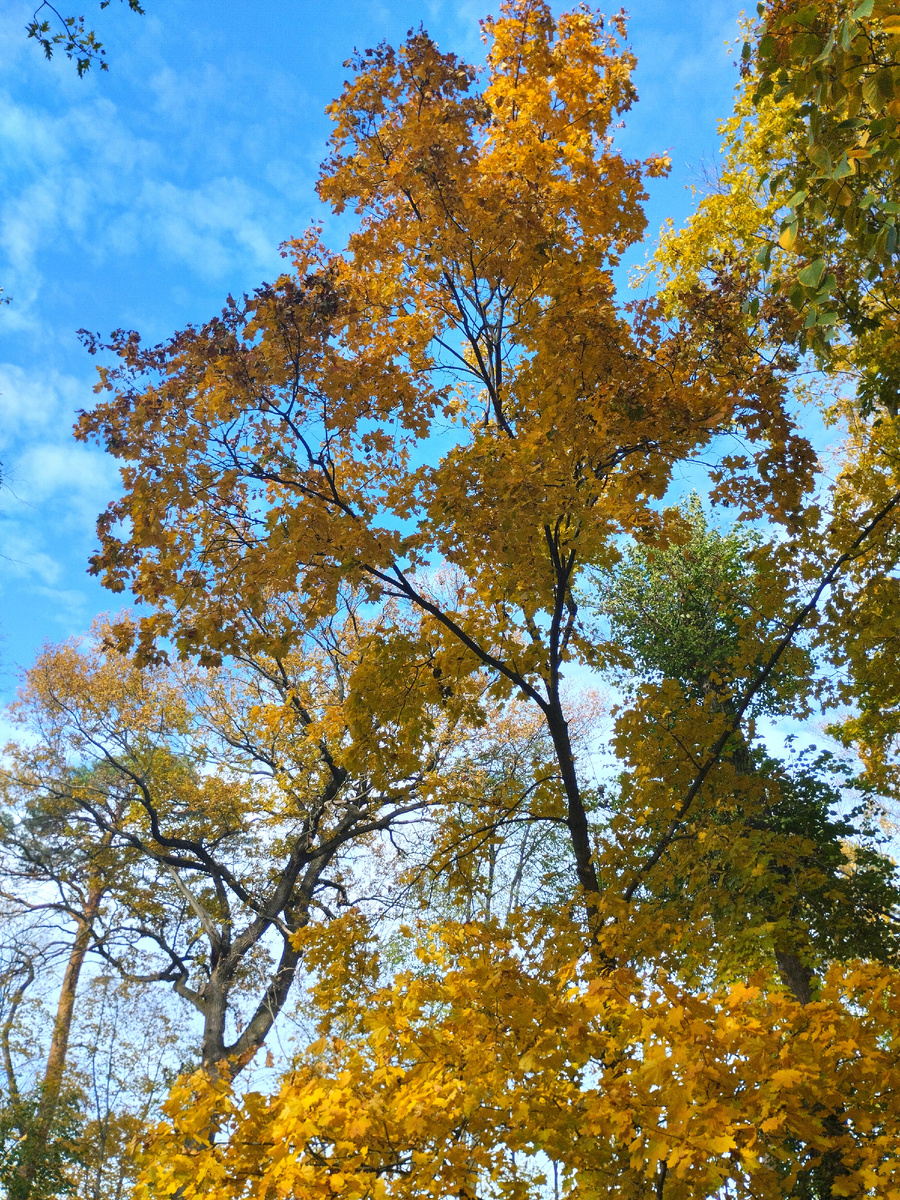 Листья жёлтые, небо синее