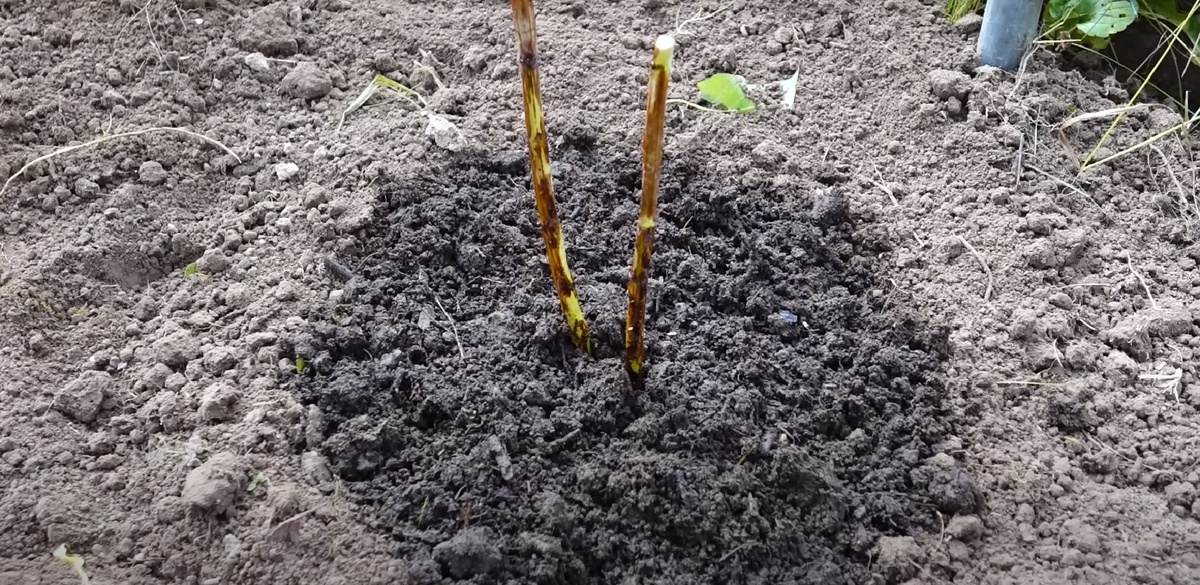 Малину рекомендуется сажать на участке, где будет достаточно солнечного света