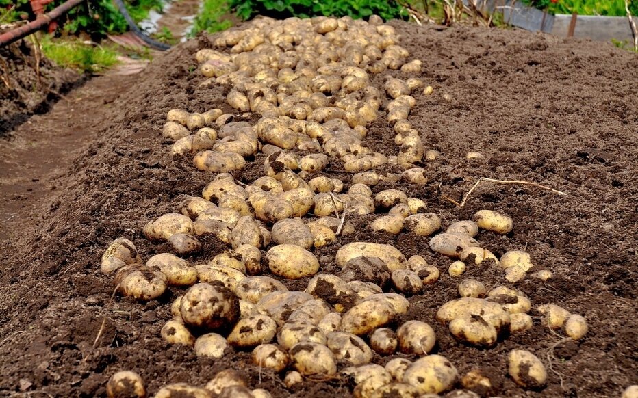 Урожай картошки