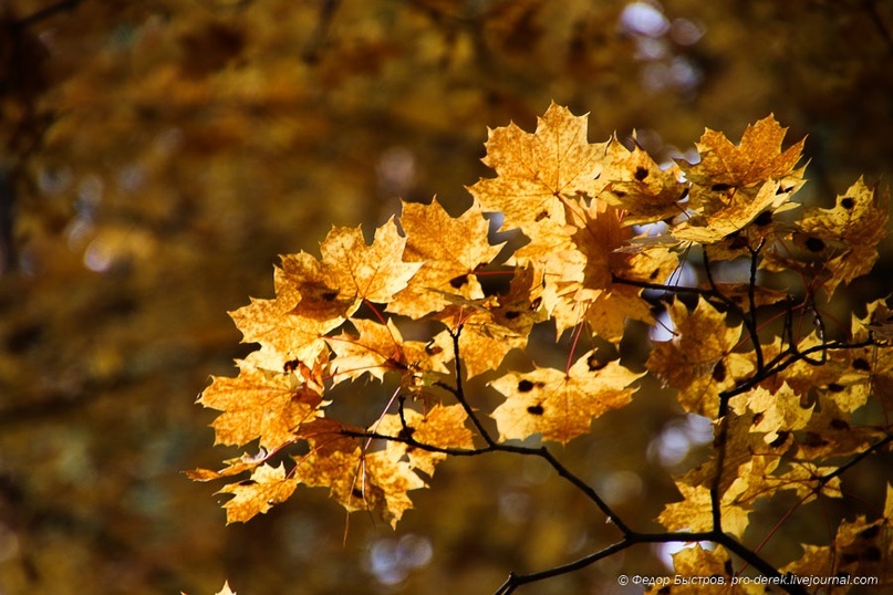 Осень. Фото: "Записки горожанина"