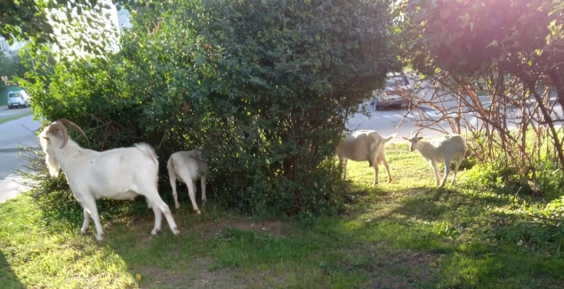    Фото: vk.com/sluhbut