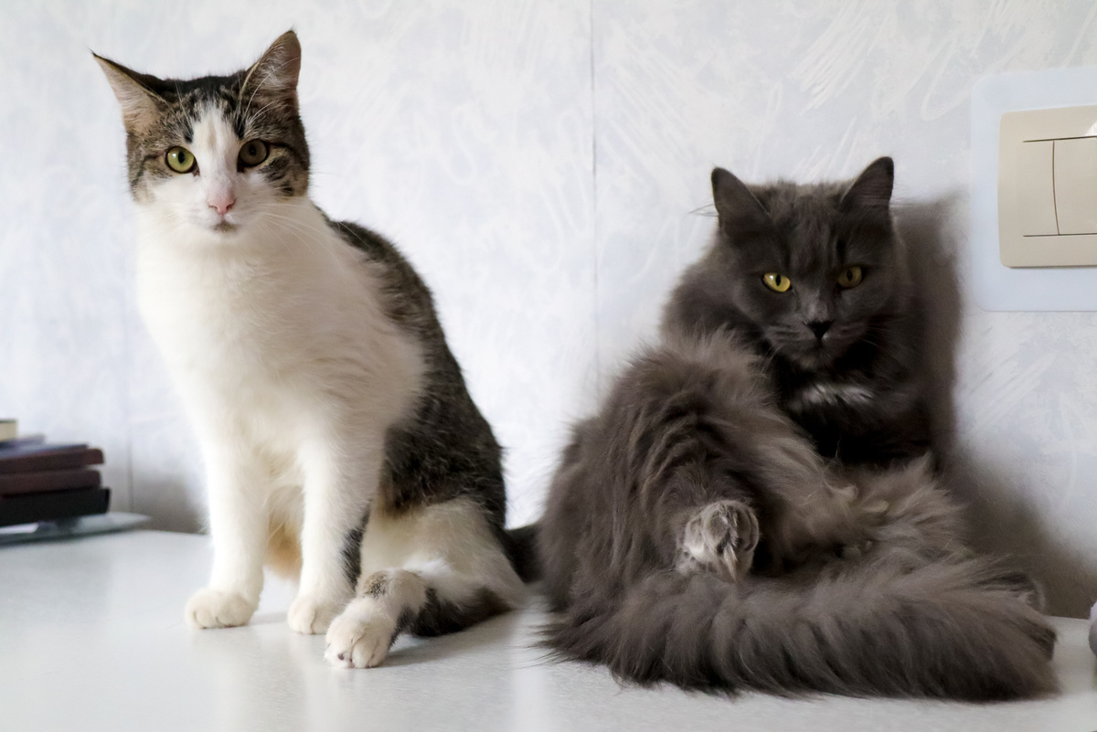 Хозяев с кошками пускают в арендованное жилье не везде.  Фото: Фото: ФедералПресс / Елена Майорова