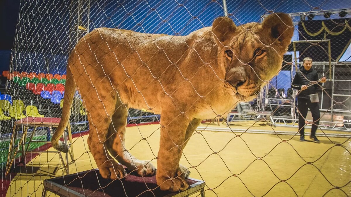     Источник: 1MI