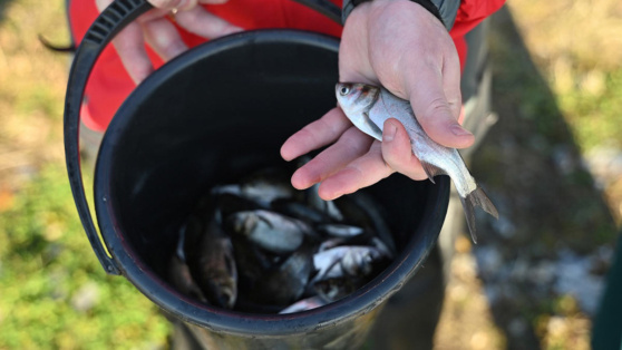    ЧЦЗ провел зарыбление в озере Смолино Пётр Сергеев