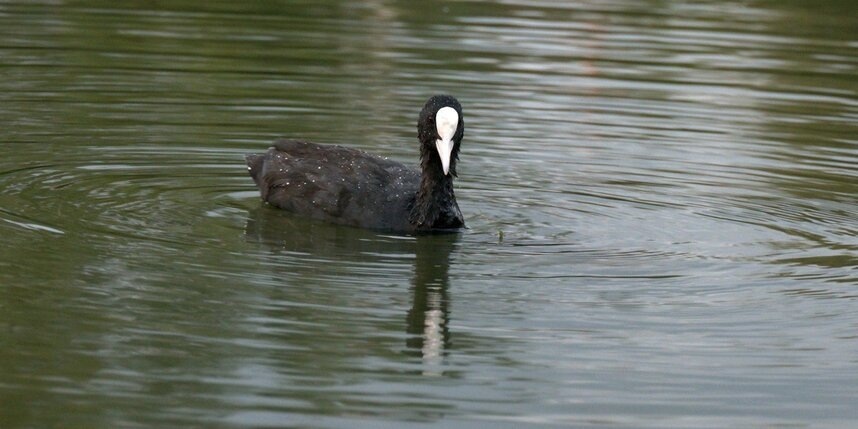    телеграм-канал биолога Павла Глазкова