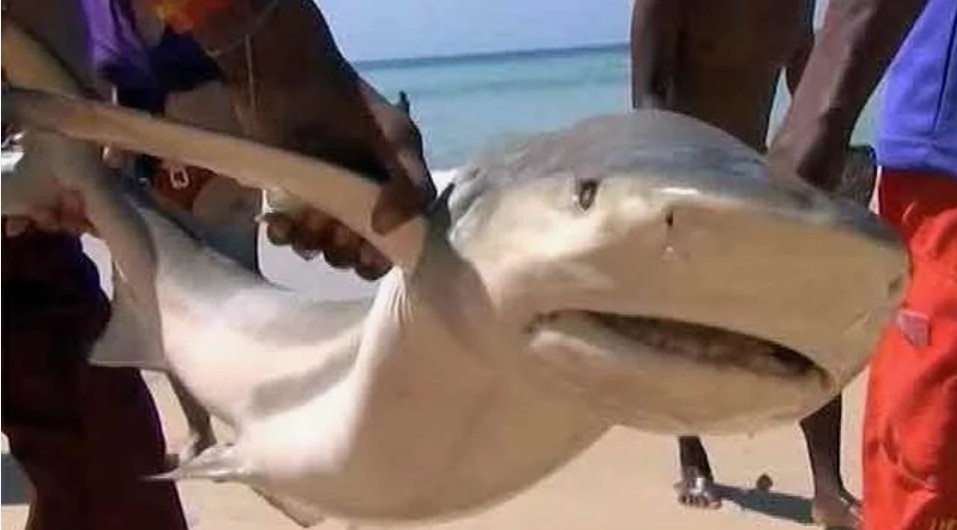 На острове Пхукет в акваторию одного из отелей заплыла рифовая акула