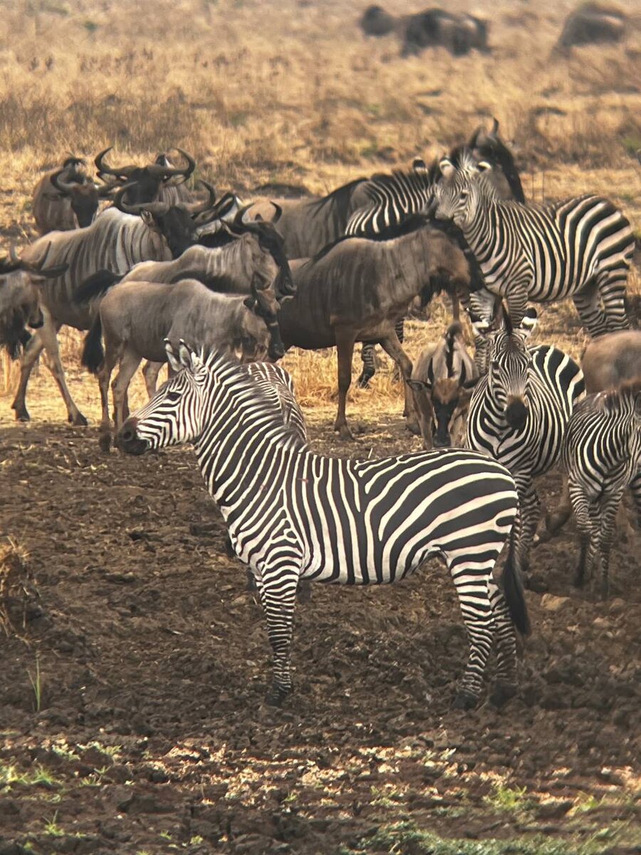 Фото с сафари от наших туристов 