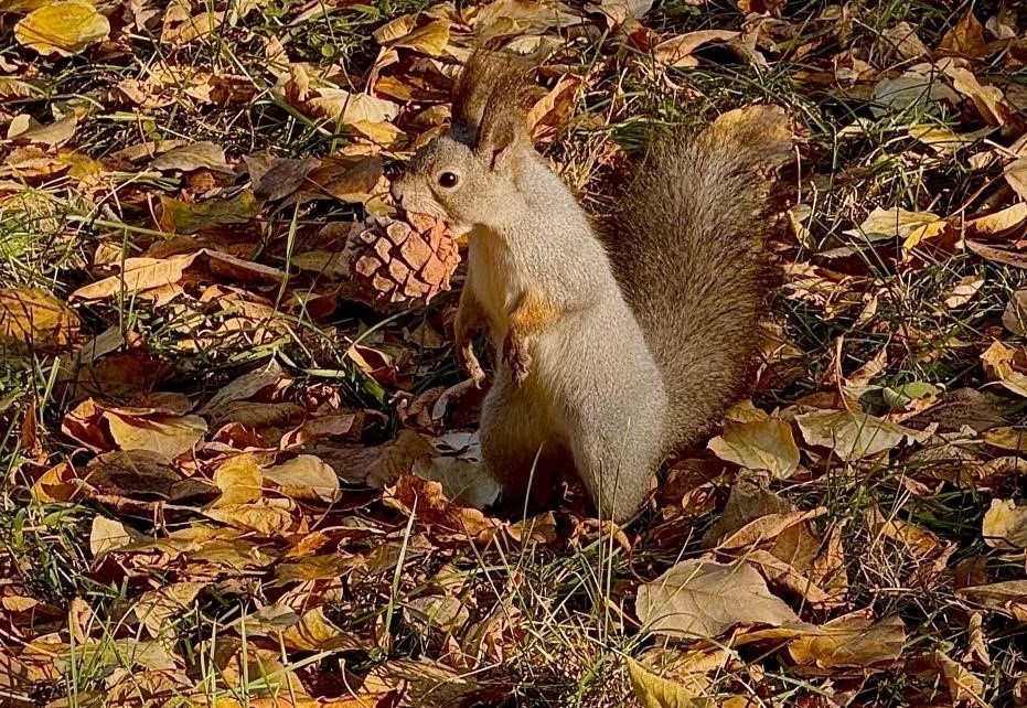 Фото: МАУ «Сад Победы» города Челябинска