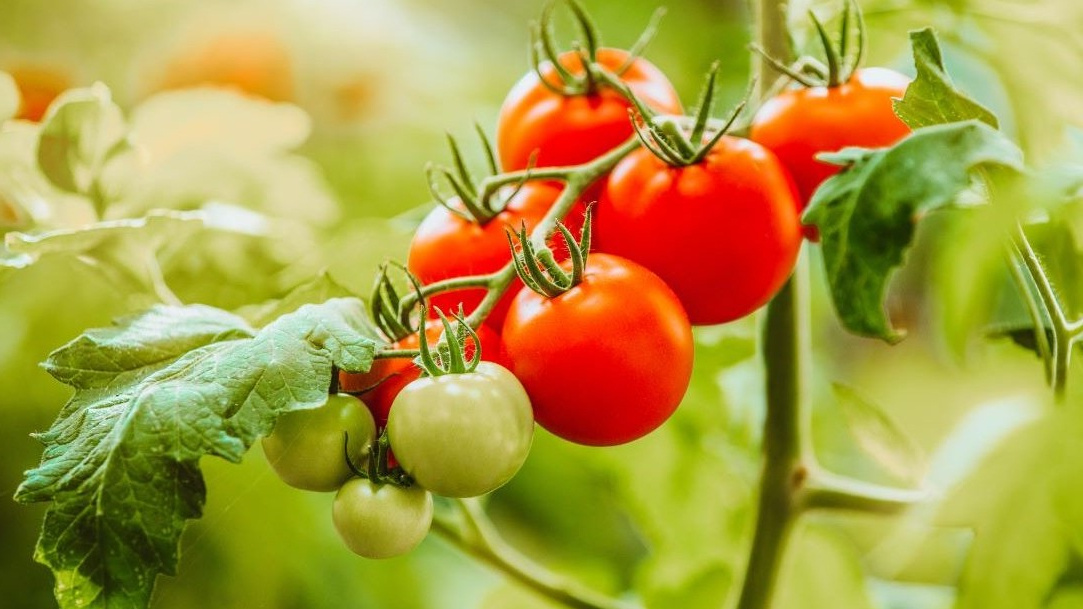 Если бы мне, в самом начале огородничества, предложили посадить сорта томатов, которые не нужно формировать – я бы с радостью согласился. 