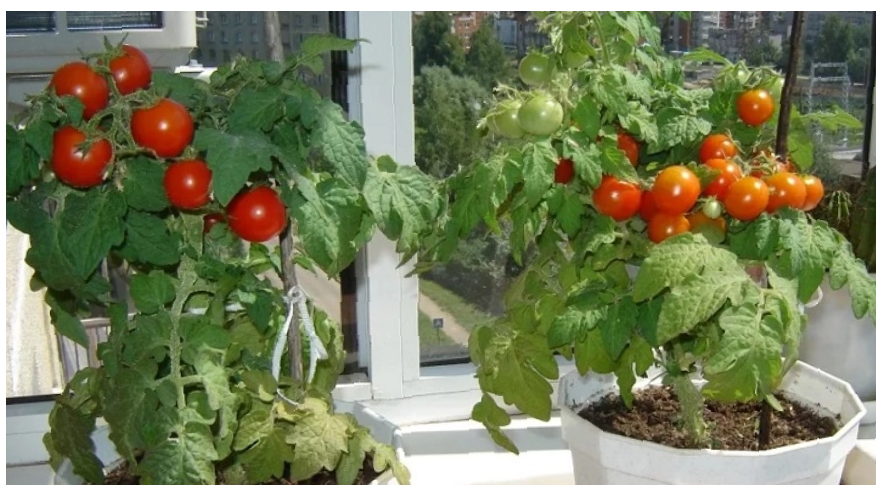 Балконное чудо