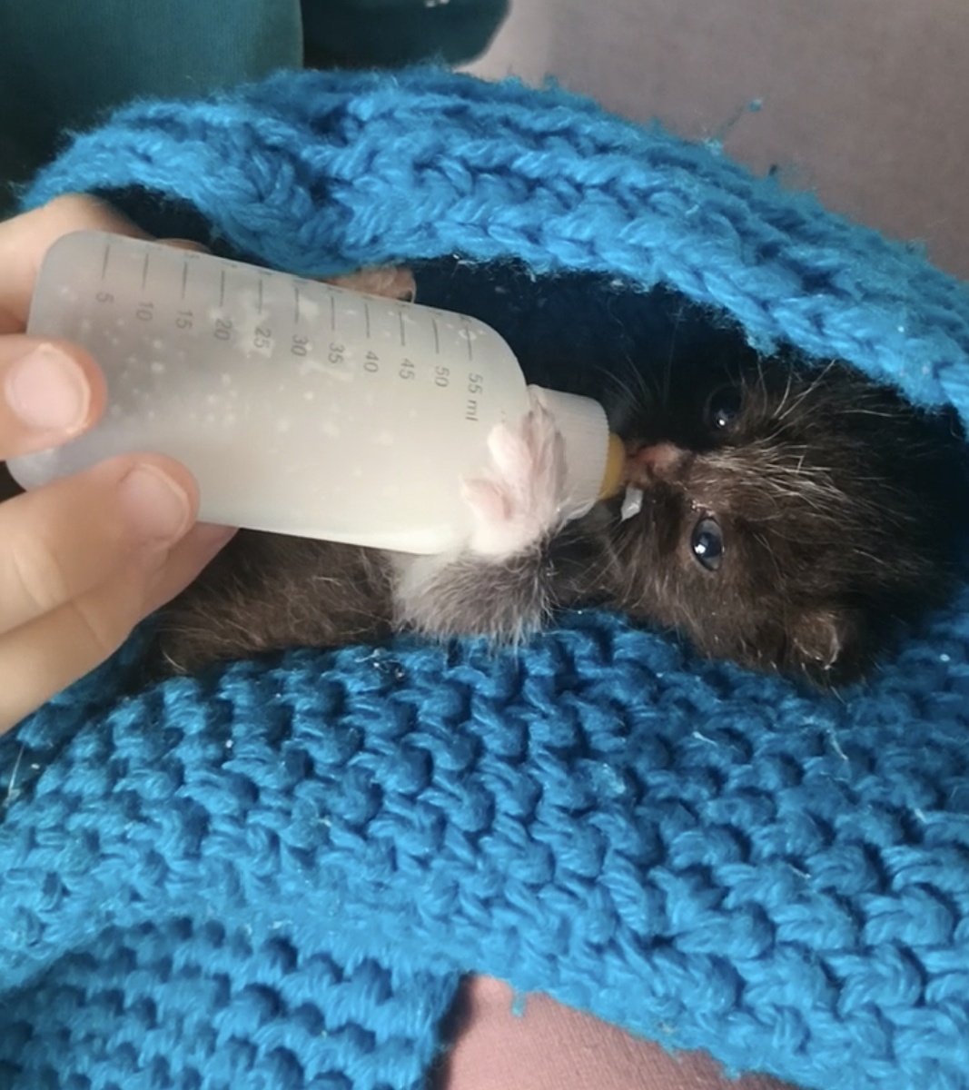 Бусинка... Даже купили специальную бутылочку с соской. Прям как человеческий ребенок... 