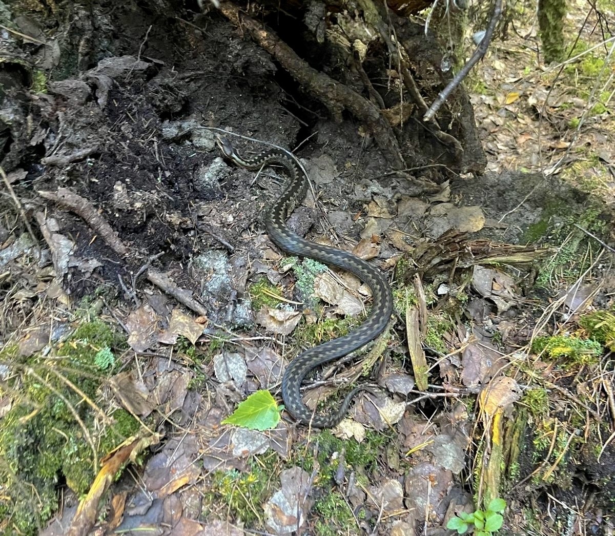 Обыкновенная гадюка