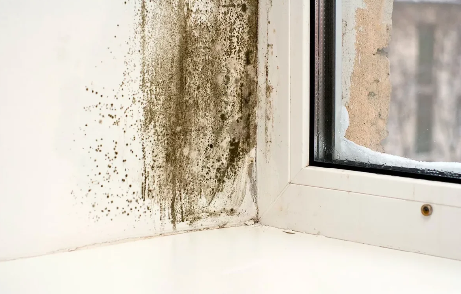 Плесень на пластиковых окнах и как с ней бороться