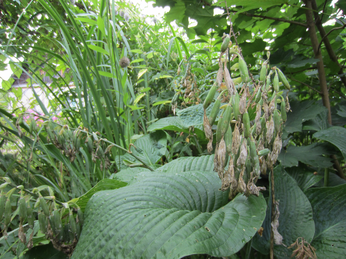 Хоста Зибольда, цветоносы не срезаны, созревают семена
