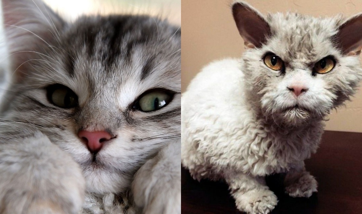 Фотоколлаж автора