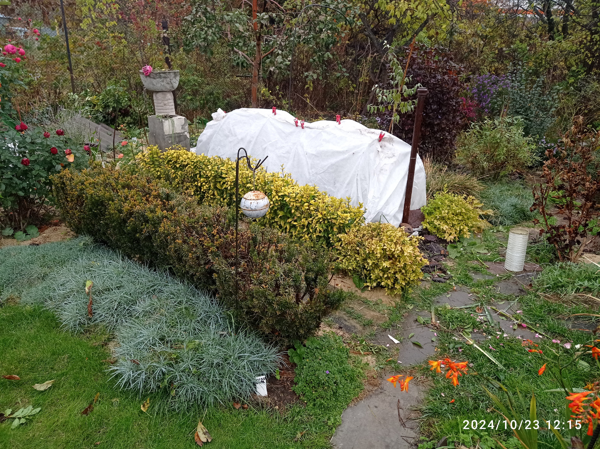 правильный розовод