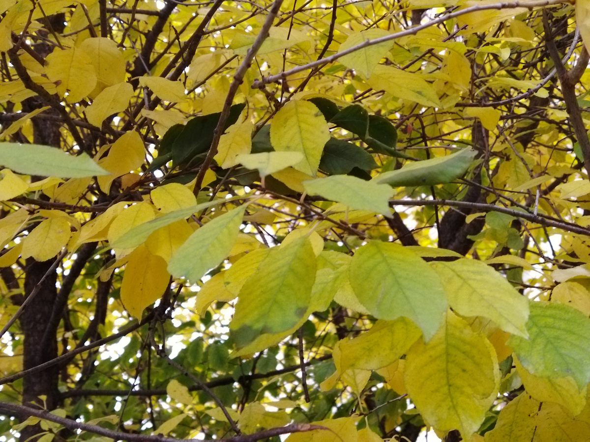 Фото автора. 