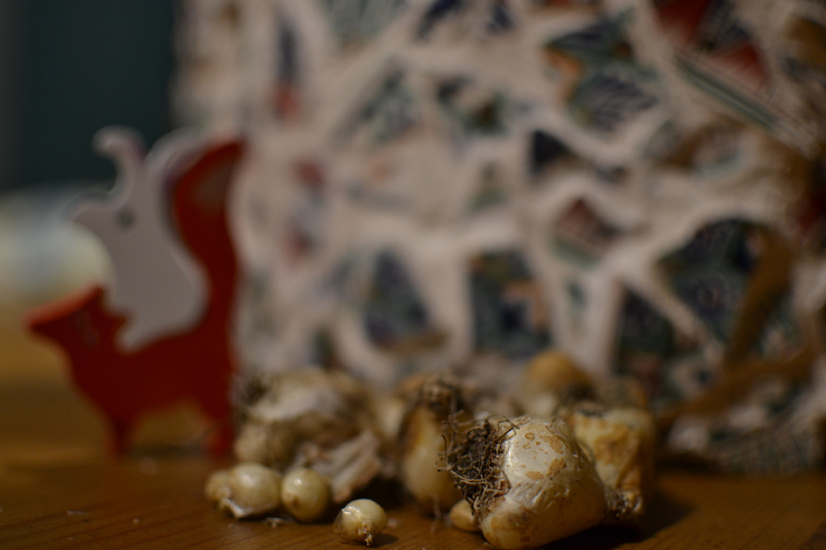 Луковицы мускари