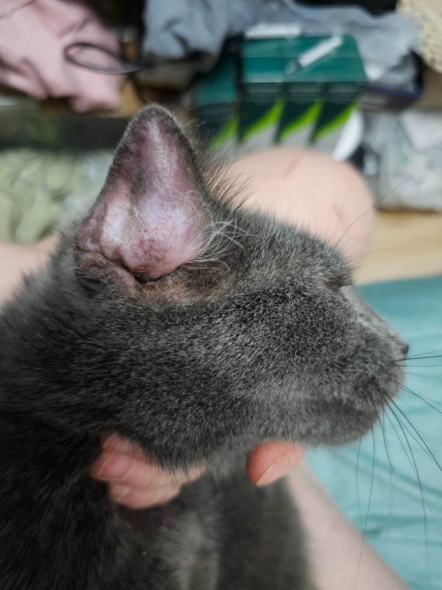 Фото автора. Надулось ухо у Серёги.