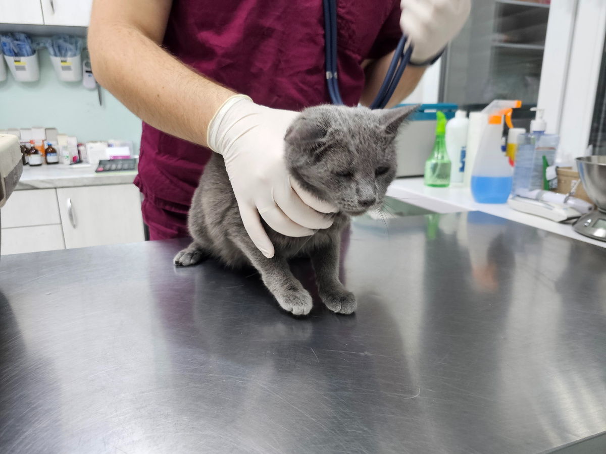 Фото автора. Посещение врача.