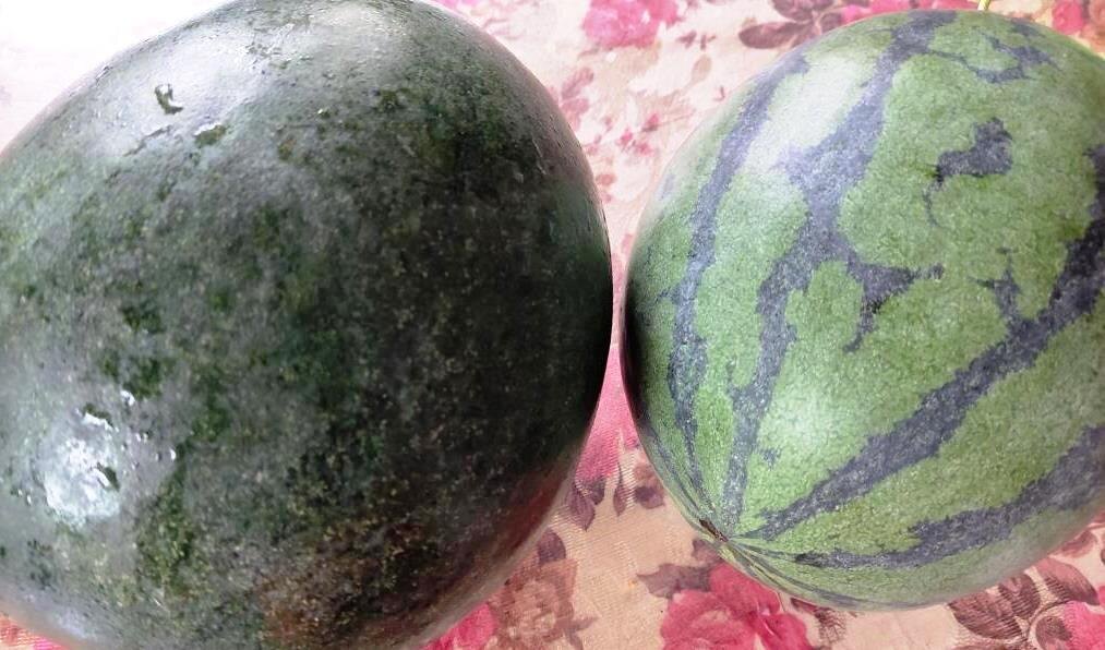 Отправляю по почте семена своих арбузов: Черный Принц и Ананас