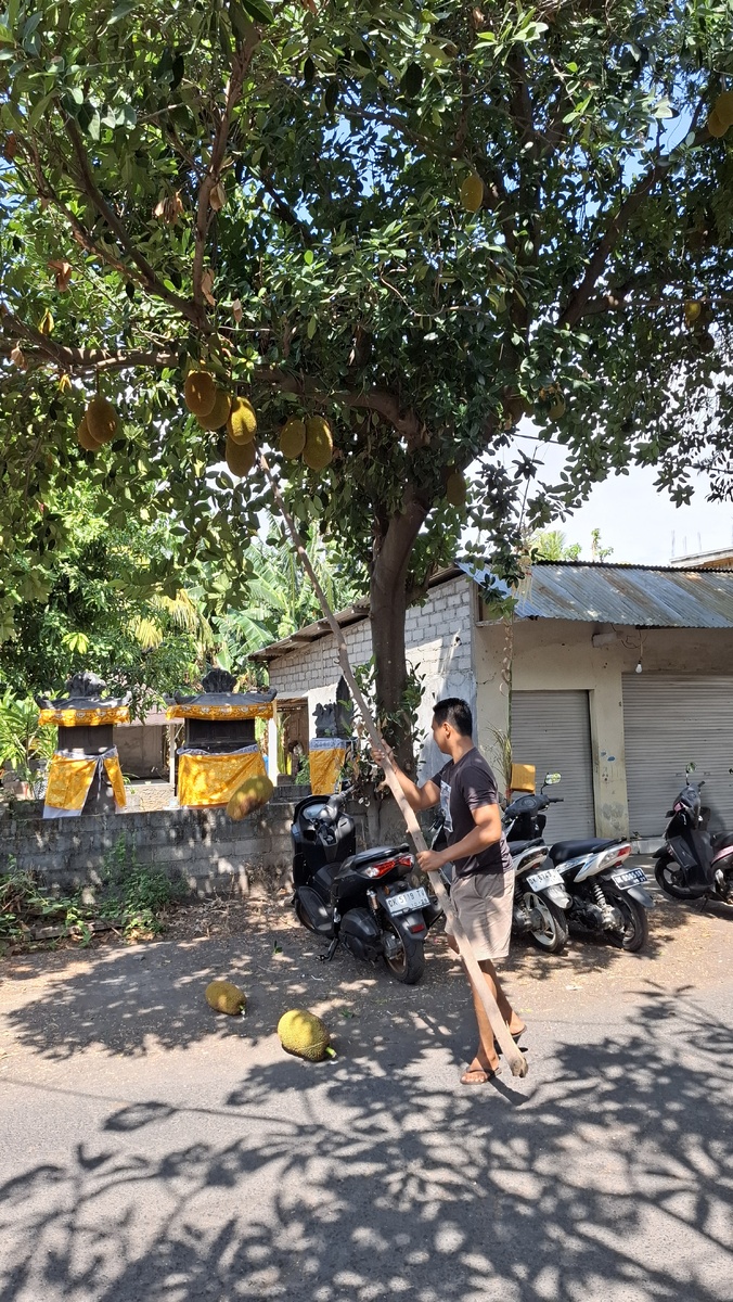 Парень срывает плоды джекфрута с дерева с помощью палки с крючком. Они просто падают на землю