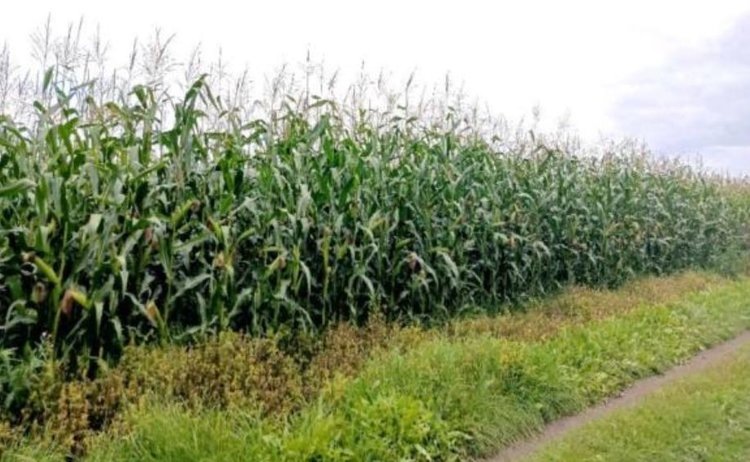    Агроному дали штраф за превышение остатков пестицидов в кукурузе