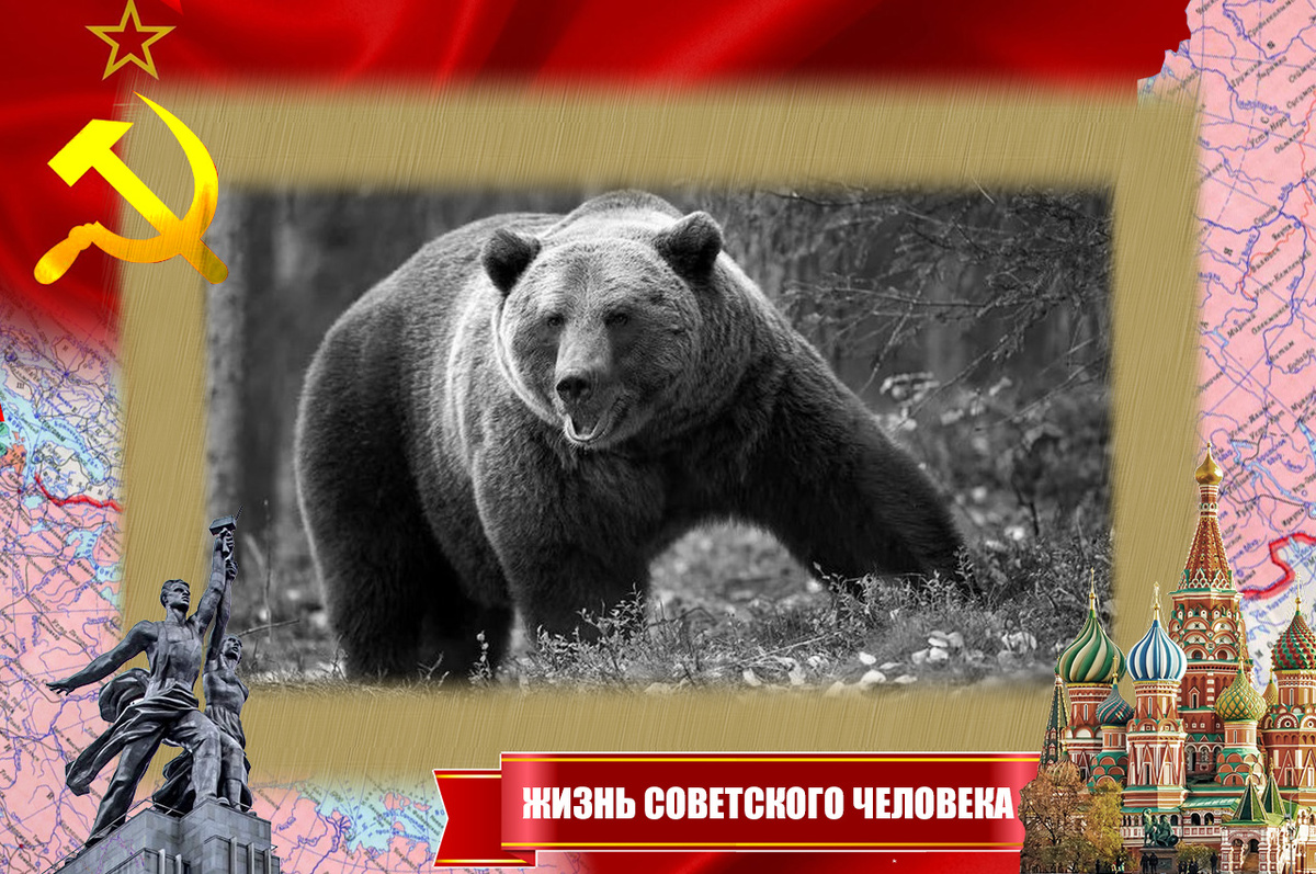 Медведь в тайге