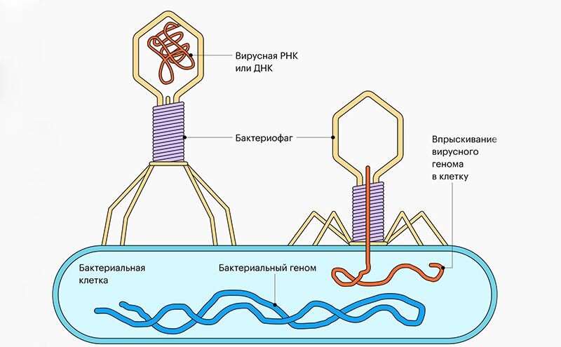 Как действуют бактериофаги