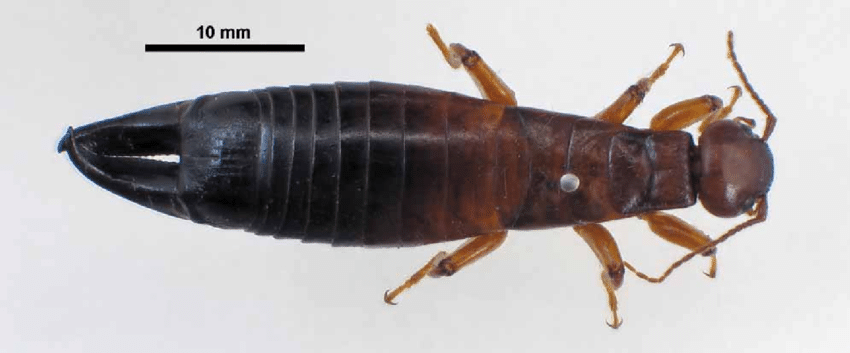 Titanolabis colossea из статьи "A New Species Of Paradiplogynium (Acari: Diplogyniidae) From Titanolabis Colossea (Dohrn) (Dermaptera: Anisolabididae), Australia’S Largest Earwig"