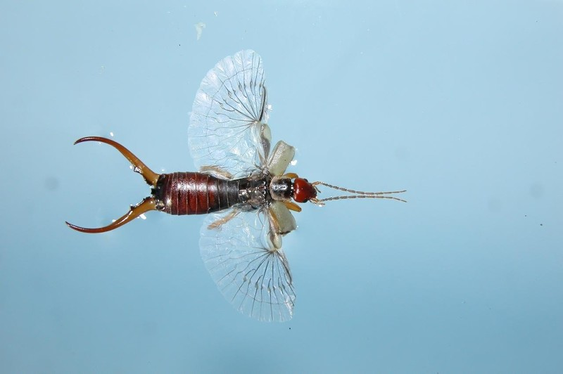 Я ужас, летящий на крыльях сложноустроенных, складывающихся в компактный чехол, имеющих память формы   