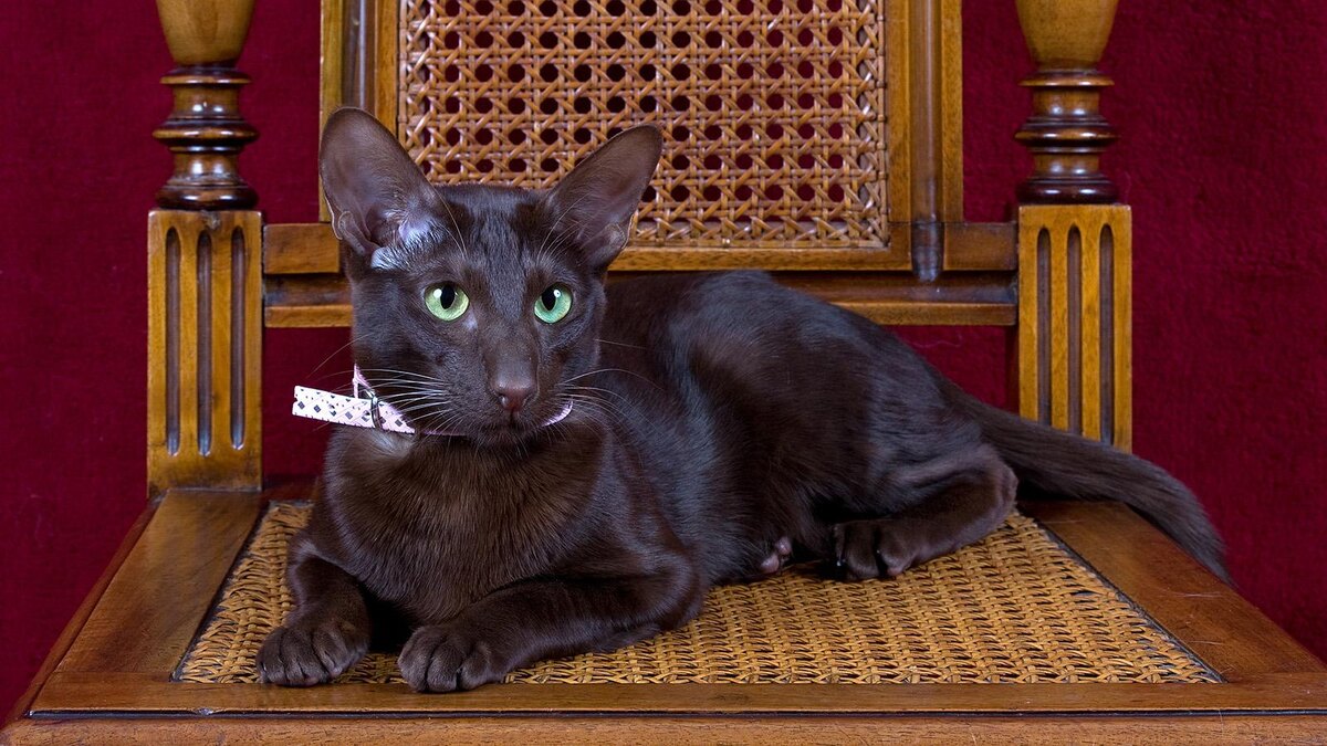 Фото с интернета.