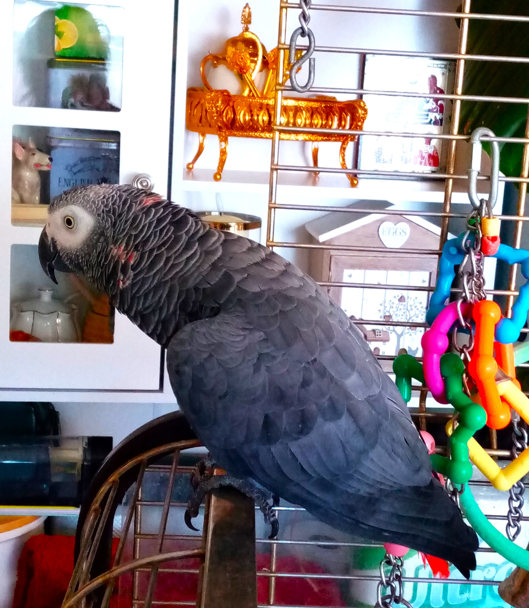 Познакомьтесь - это Джаспер, жако или, как его называют в Англии, африканский серый попугай.  У него совершенно обалденный цвет перьев в хвосте!  Настолько яркий, что кажется искусственным.   На шее у Джаспера есть розовые пёрышки.  Как нам объяснил хозяин, такое встречается у жако.  