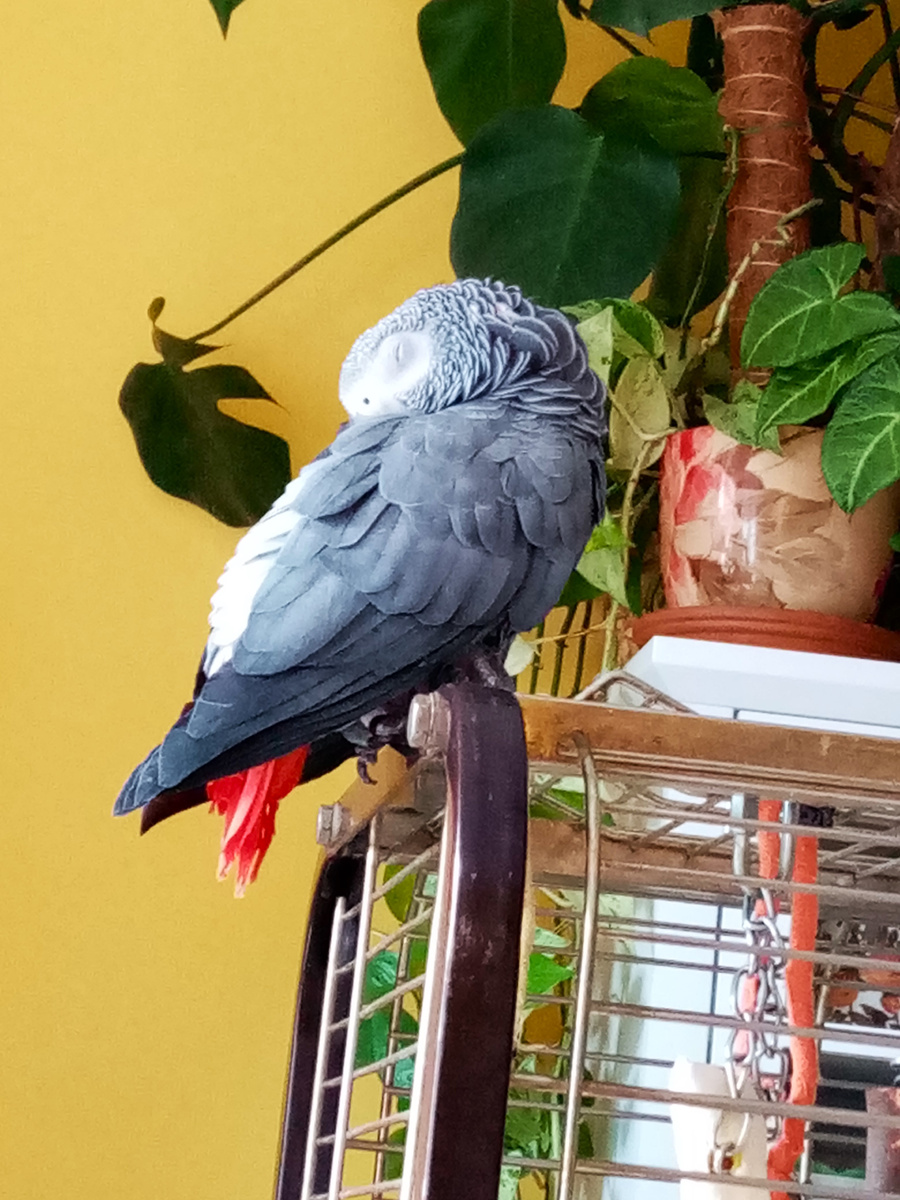 Прикорнул ненадолго на своей клетке.  Перед этим долго чистился, протягивал в клюве каждое пёрышко.  